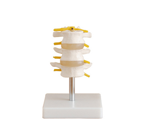 Lumbar model: Guardian of spinal health